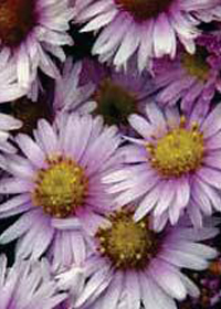 Aster 'Kickin Silver Pink'